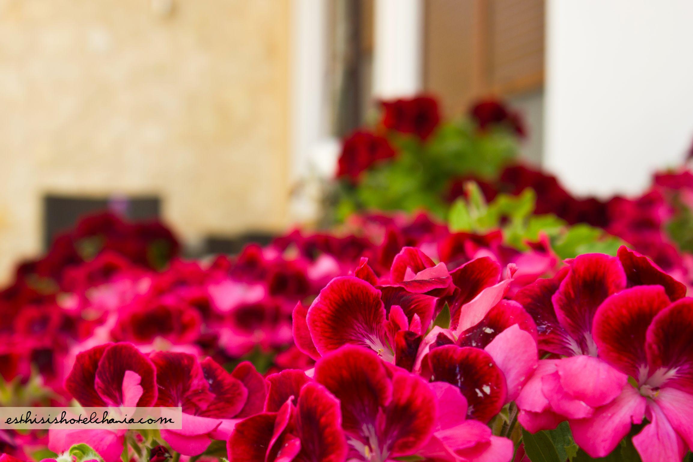 Esthisis Suites Chania Платаньяс Экстерьер фото